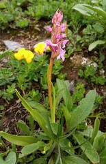 Gymnadenia