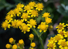 Senecio halimifolius