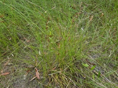 Schoenus brevifolius