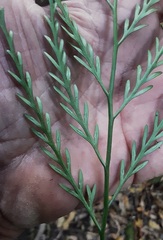 Asplenium flaccidum flaccidum