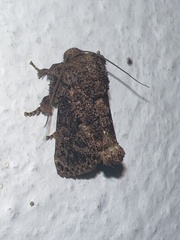Limacodidae