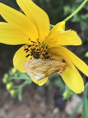 Cirrhophanus triangulifer