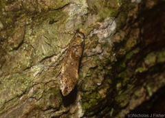 Monopis chrysogramma