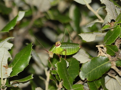 Barbitistes fischeri