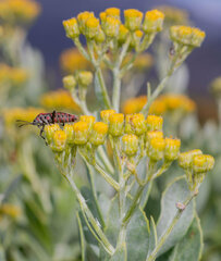 Senecio halimifolius