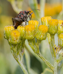 Spilostethus pandurus elegans