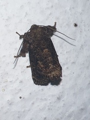 Limacodidae