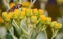 Spilostethus pandurus elegans