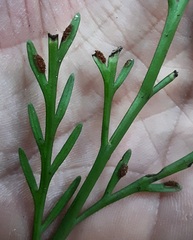 Asplenium flaccidum flaccidum