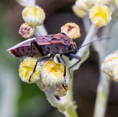 Spilostethus pandurus elegans