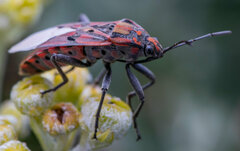 Spilostethus pandurus elegans