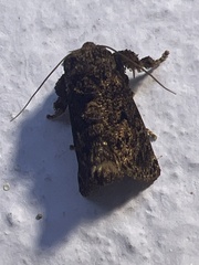 Limacodidae