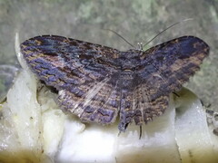 Anisoneura