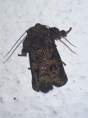 Limacodidae