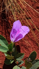 Clitoria nana