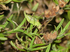 Barbitistes fischeri
