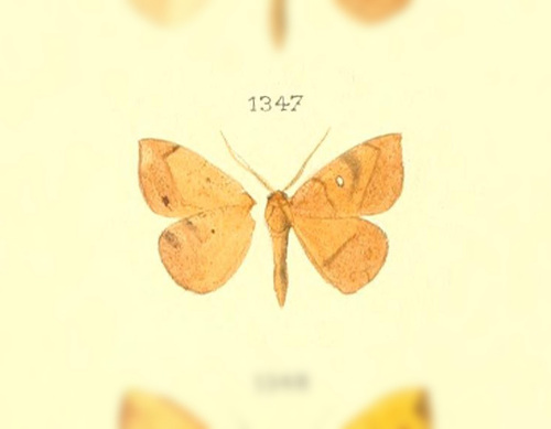Patalene ephyrata