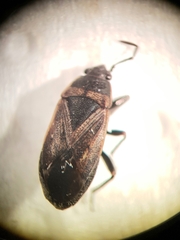 Trapezonotus arenarius