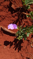 Clitoria nana