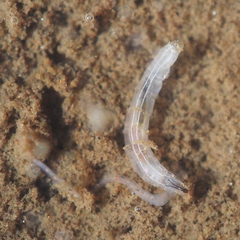 Dolichopodidae