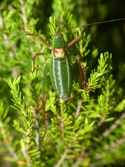 Barbitistes fischeri