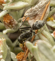 Camponotus angusticeps