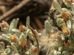 Camponotus angusticeps
