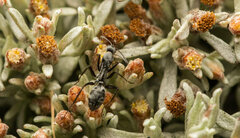 Camponotus angusticeps