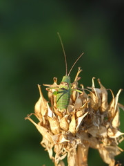 Barbitistes fischeri