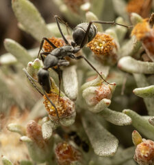 Camponotus angusticeps