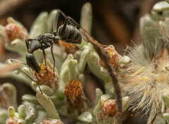 Camponotus angusticeps