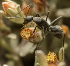 Camponotus angusticeps