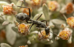 Camponotus angusticeps
