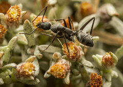 Camponotus angusticeps