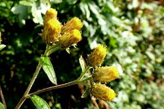 Pentanema squarrosum