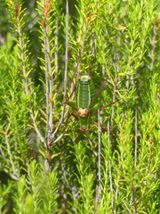 Barbitistes fischeri