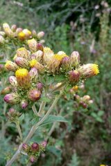 Pentanema squarrosum