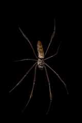 Trichonephila inaurata