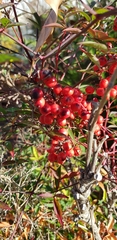 Nandina domestica