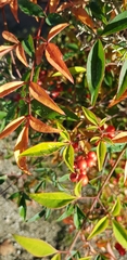 Nandina domestica