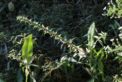 Rumex conglomeratus