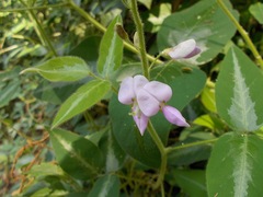 Desmodium uncinatum