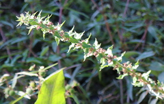 Rumex conglomeratus