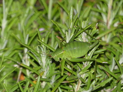 Barbitistes fischeri