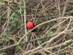 Laniarius erythrogaster