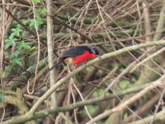 Laniarius erythrogaster