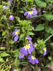 Scaevola aemula