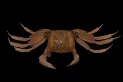 Ocypode ryderi