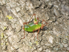 Barbitistes fischeri