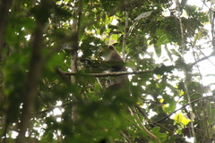 Cercopithecus cephus